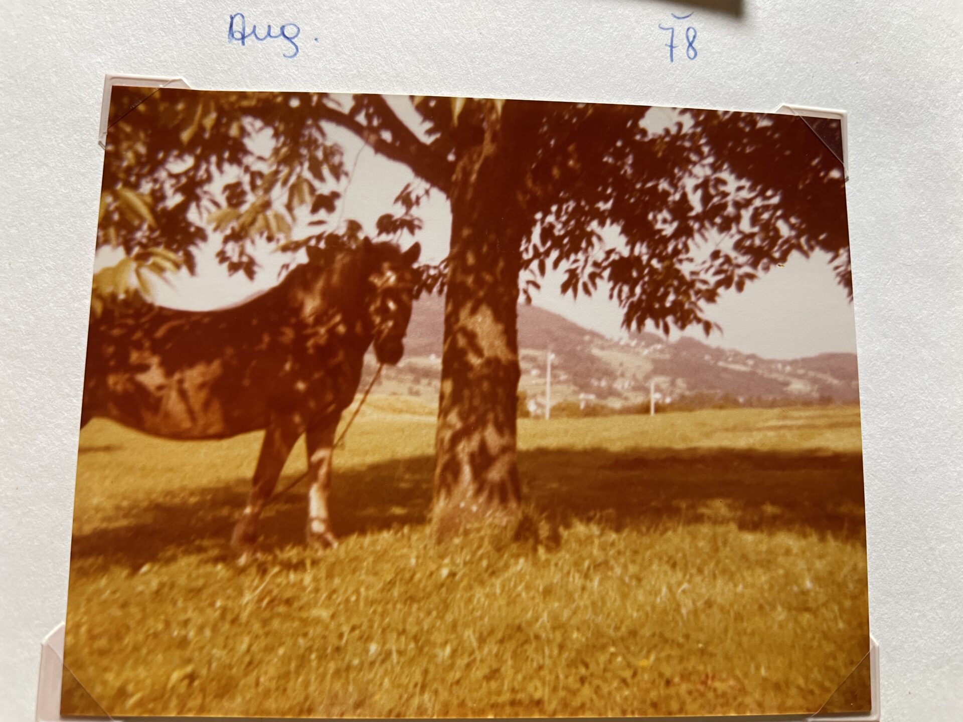 Kräuterlei am Wörthersee Schiefling