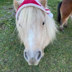 Adventzauber in Schiefling am Wörthersee Weihnachtsmarkt Nikolo