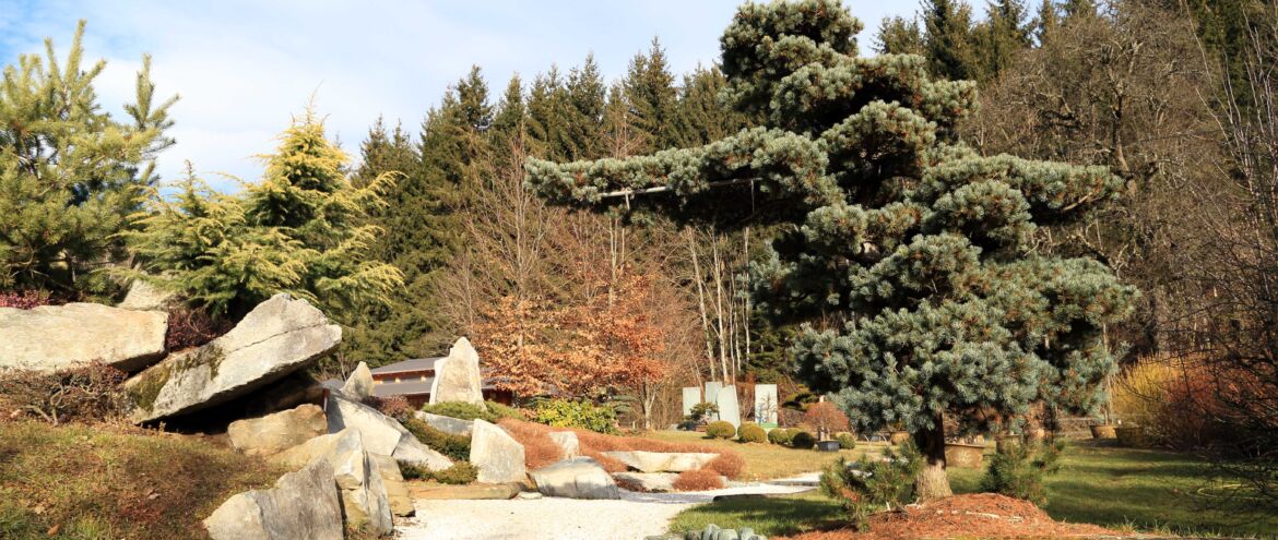 Weisheit der kleinen Bäume: Bonsai-Garten in den Alpen