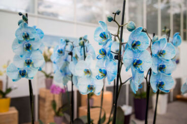 Blaue Orchideen in Slowenien