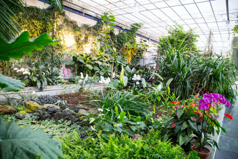 Orchideen Produktion in Slowenien