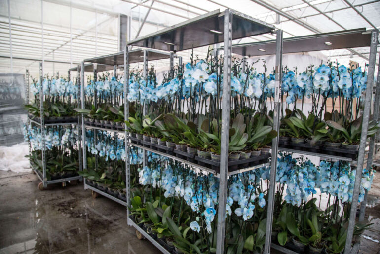 Orchideen Produktion in Slowenien