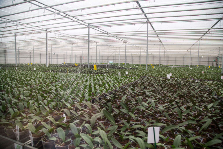 Orchideen Produktion in Slowenien