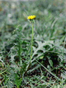 Löwenzahn_Foto_Sonja_Sitta