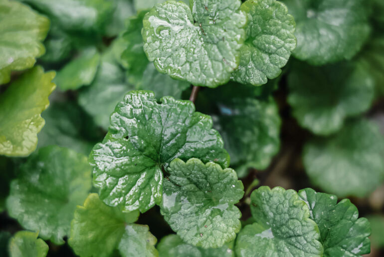 Gundelrebe oder Gundermann im Garten