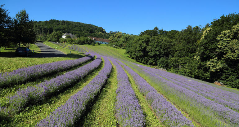 Lavendelfeld Steiermark Lavendel anbauen