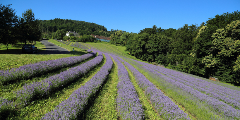 Lavendel anbauen: Lila Blüten zwischen lila Trauben