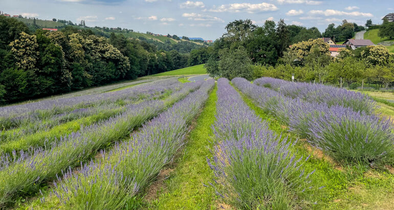 Lavendelmanufaktur Wunsum in der Steiermark