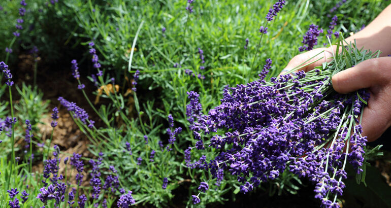 Lavendelmanufaktur Wunsum in der Steiermark