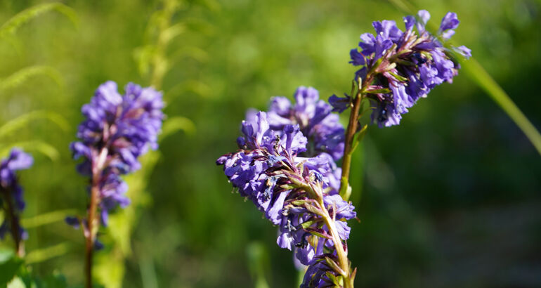 Wulfenia in Kärnten