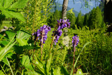Wulfenia in Kärnten