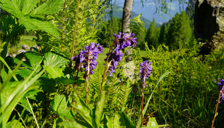 Wulfenia: Diese Pflanze gibt es nur hier