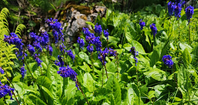 Wulfenia am Nassfeld